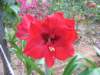 Red Amaryllis